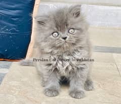 Pure Persian Furball Smoke Grey Kitten