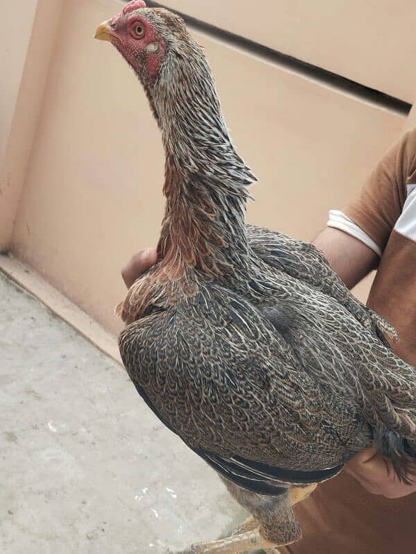 pure aseel home breed 2