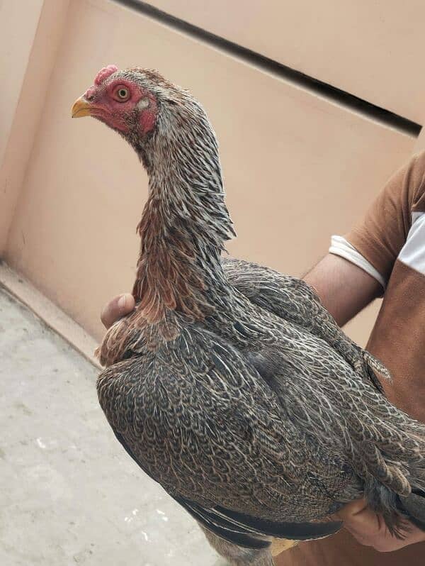 pure aseel home breed 3