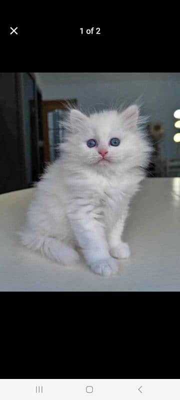 Persian Cat for sale 0