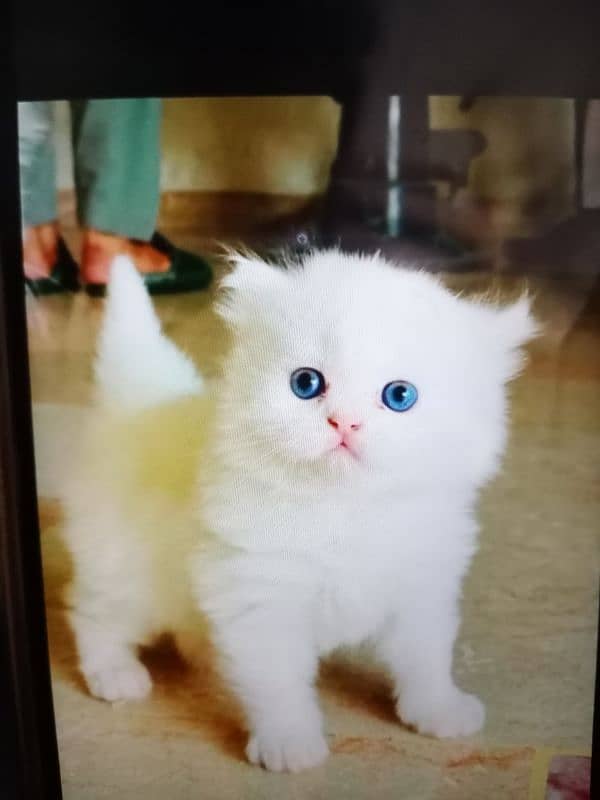 Persion cat age 2 month Blu eyes 0