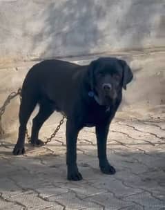 Black Labrador breeder female