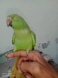 female parrot