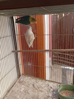 Parblue Male X Pastel Female Breeder Pair with 02 Chicks