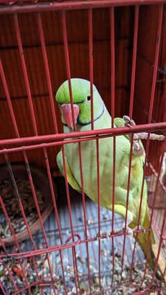 Parrot Bolne Walay