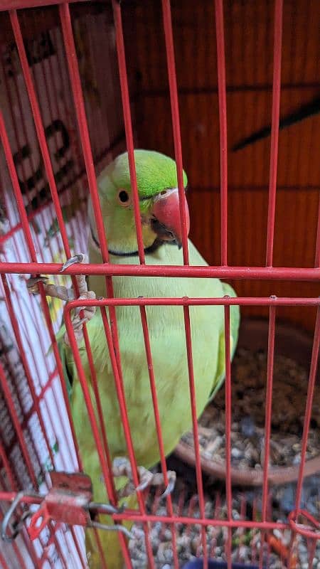 Parrot Bolne Walay 1