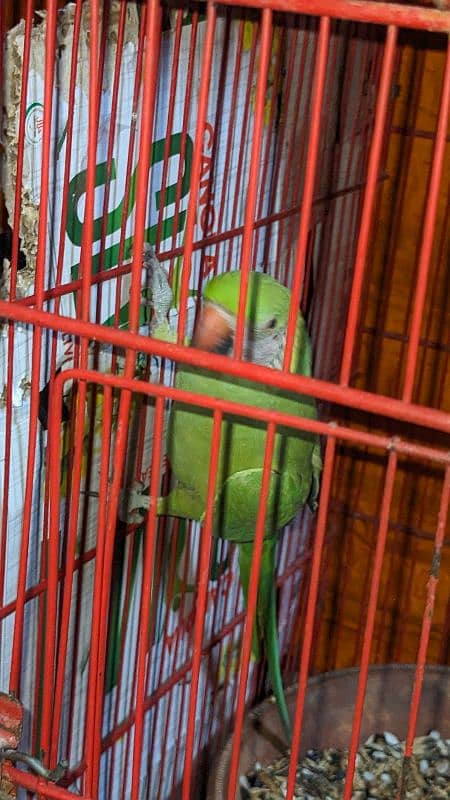 Parrot Bolne Walay 2