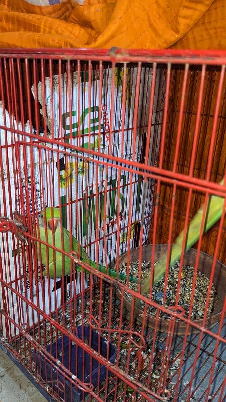 Parrot Bolne Walay 3