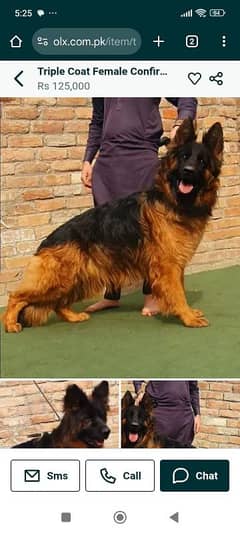 tripple coat black mask show class female age 18 months for sale