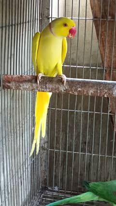 yellow male