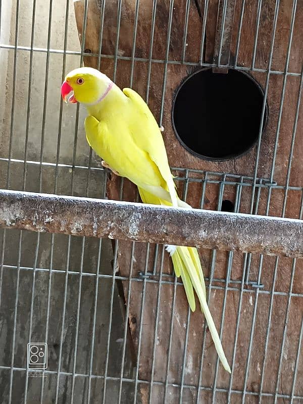 yellow male 1