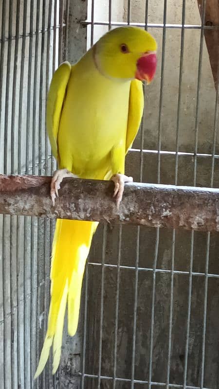 yellow male 3