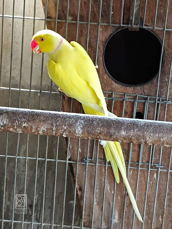 yellow male 4