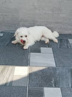 pure white shitzu puppy