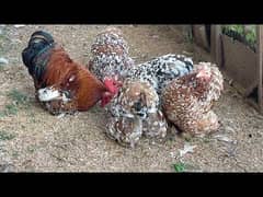 4 weeks Chicks Mottled Porcelain Cochin Bantam Fancy silki Polish desi