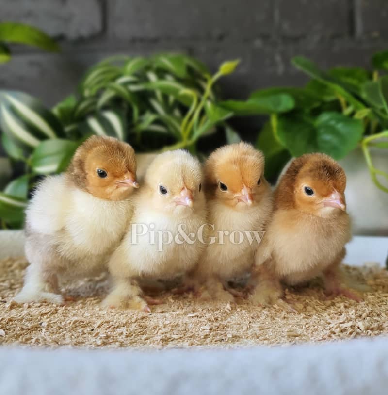 Chicks Mottled Porcelain Cochin Bantam Fancy silki Polish desi 4