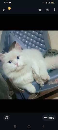 persian Cat male elegant cat beautiful and very sensible