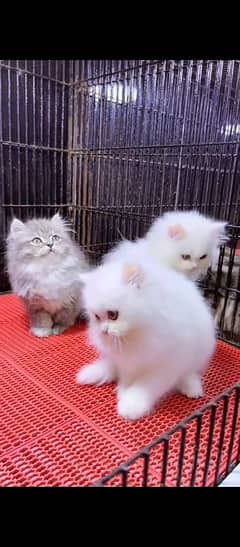 Persian cat for sale male or female my WhatsApp0330=17=50845