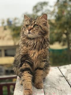 SIBERIAN MALE CAT