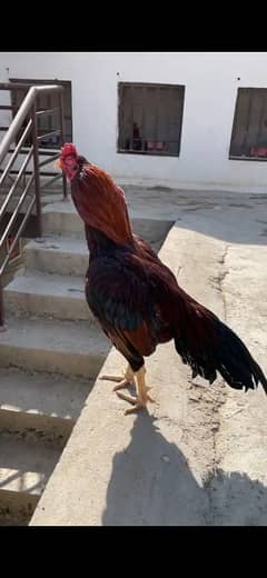 pure mianwali Aseel hen. high quality Aseel murga