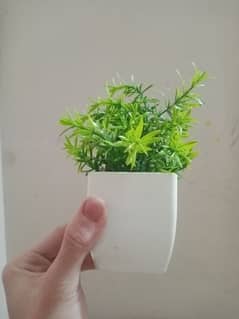 پلاسٹک کا بنا ہوا گملہ چھوٹا پودا   small plant made by plastic