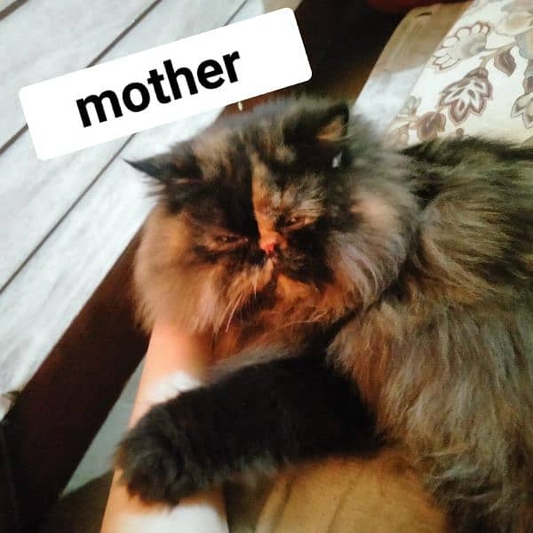 cfa peke face/piki face Kittens|persian cat|cute|tripple coat|fluffy 6