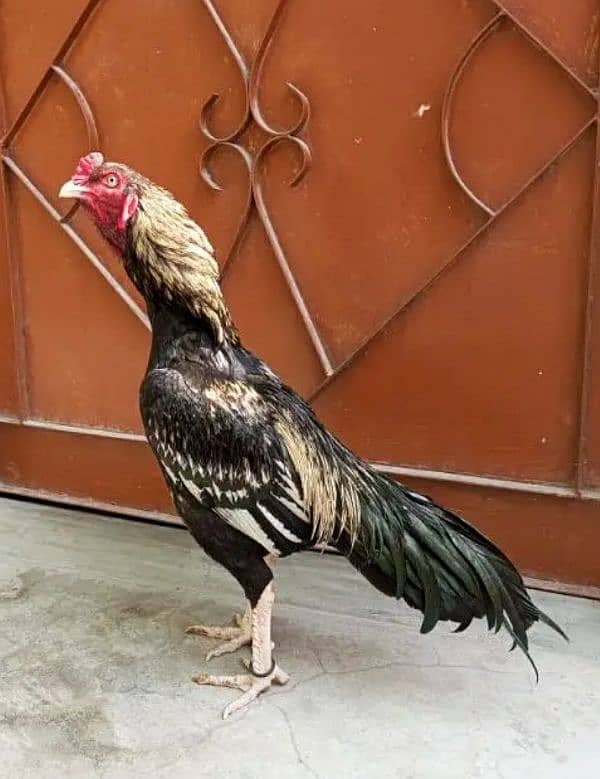 Aseel mianwali Aseel miawali puer breed nasli murga hen roster 1