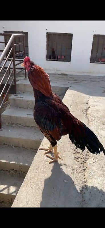 Aseel mianwali Aseel miawali puer breed nasli murga hen roster 3