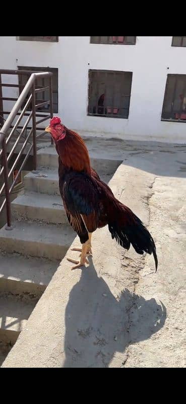 Aseel mianwali Aseel miawali puer breed nasli murga hen roster 4