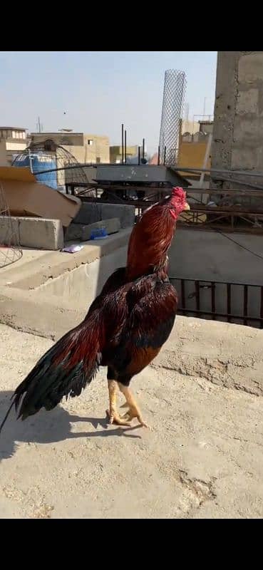 Aseel mianwali Aseel miawali puer breed nasli murga hen roster 5