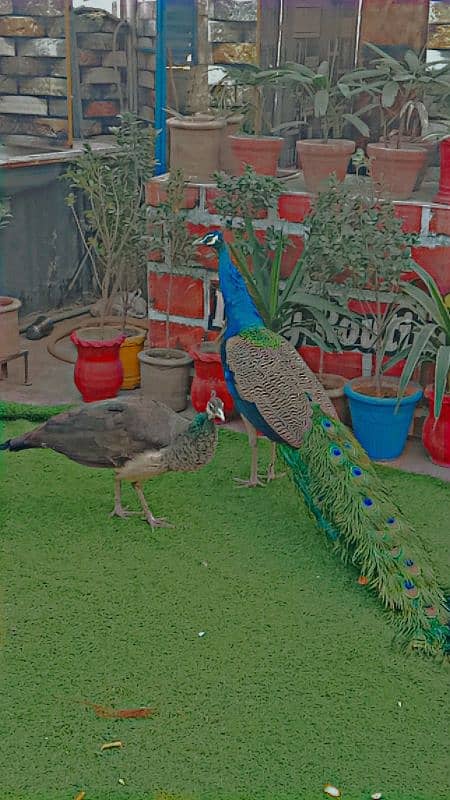 Breeding pair of peacock (3 eggs available) peahen is ready for laying 0