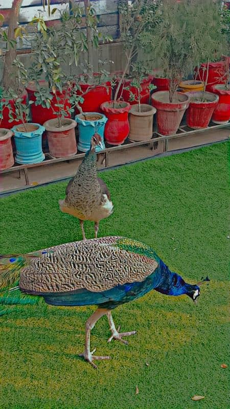 Breeding pair of peacock (3 eggs available) peahen is ready for laying 1