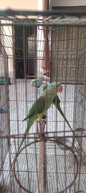 Raw parrot pair for sale 0