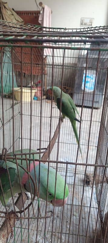 Raw parrot pair for sale 1