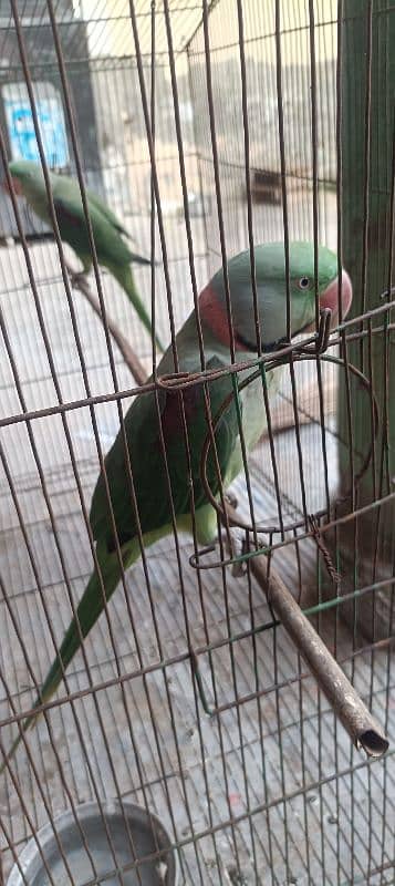 Raw parrot pair for sale 2