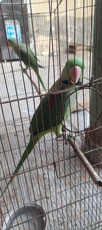 Raw parrot pair for sale 3