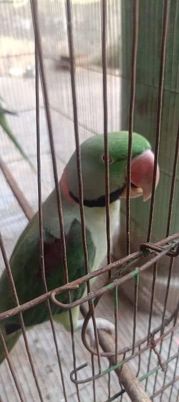 Raw parrot pair for sale 4