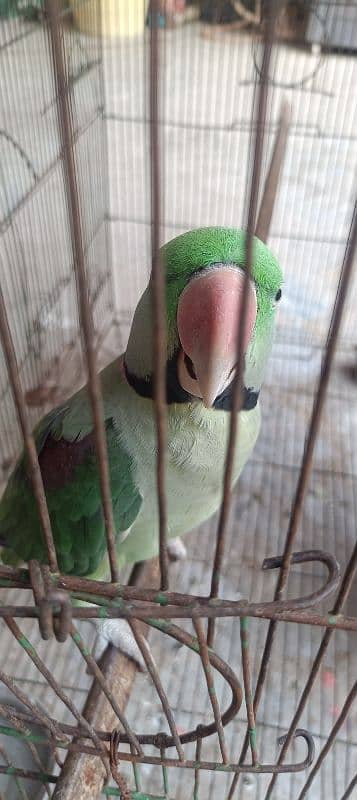 Raw parrot pair for sale 5