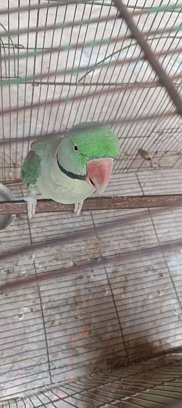 Raw parrot pair for sale 6