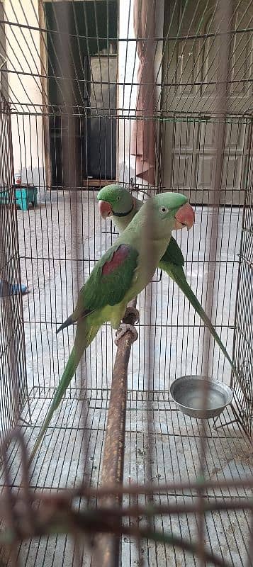 Raw parrot pair for sale 7