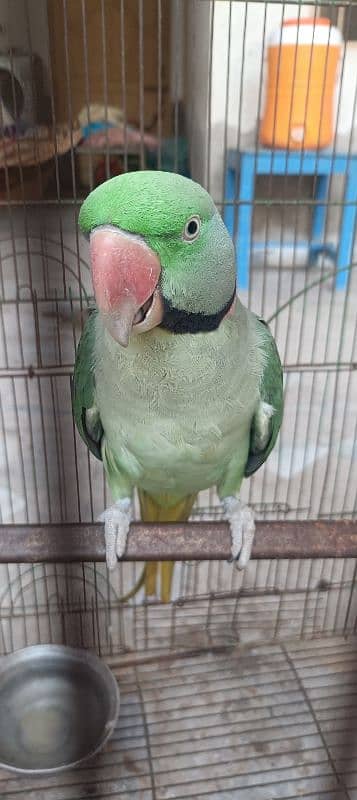 Raw parrot pair for sale 8