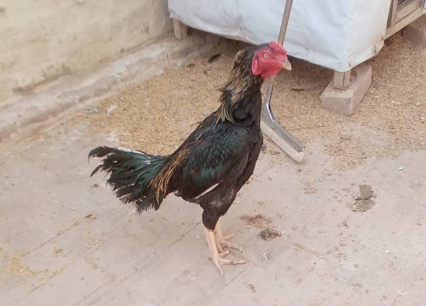 Egg laying hens for sale 3