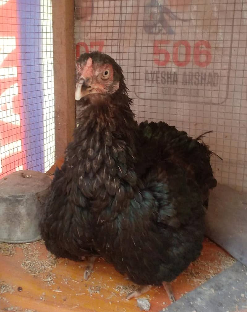 Egg laying hens for sale 5