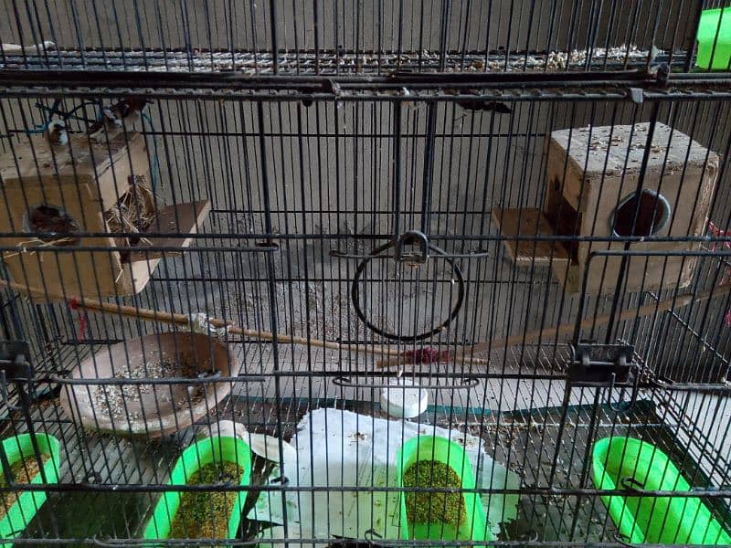 5 Folding Box cage or iske Sat Birds for sale perfect 1