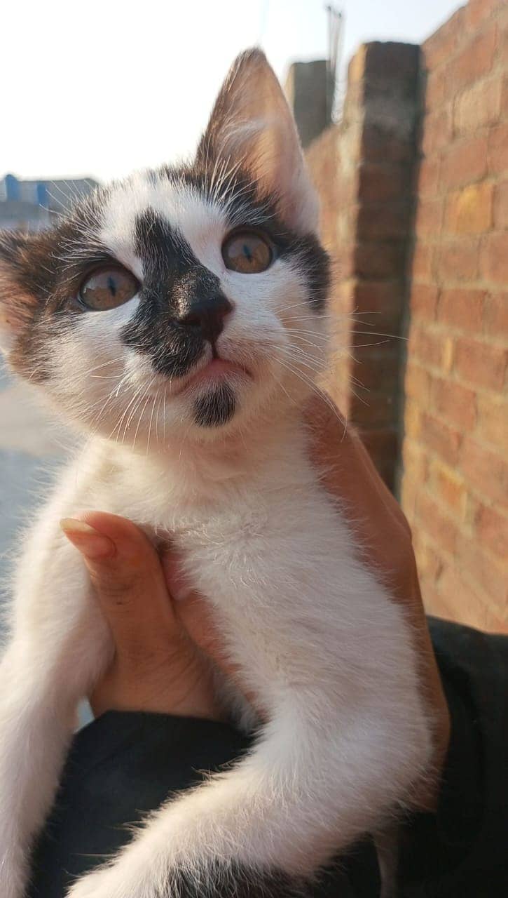 Female White and black Persian cat 2