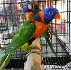 Australian red lorikeet