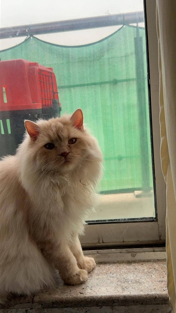 Persian Cat for Adoption 0