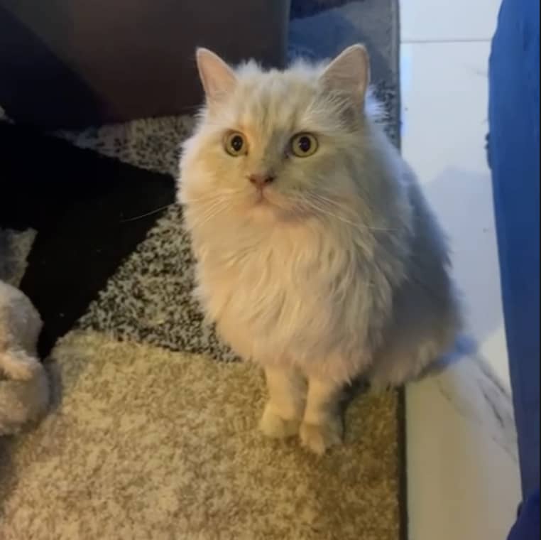 Persian Cat for Adoption 2