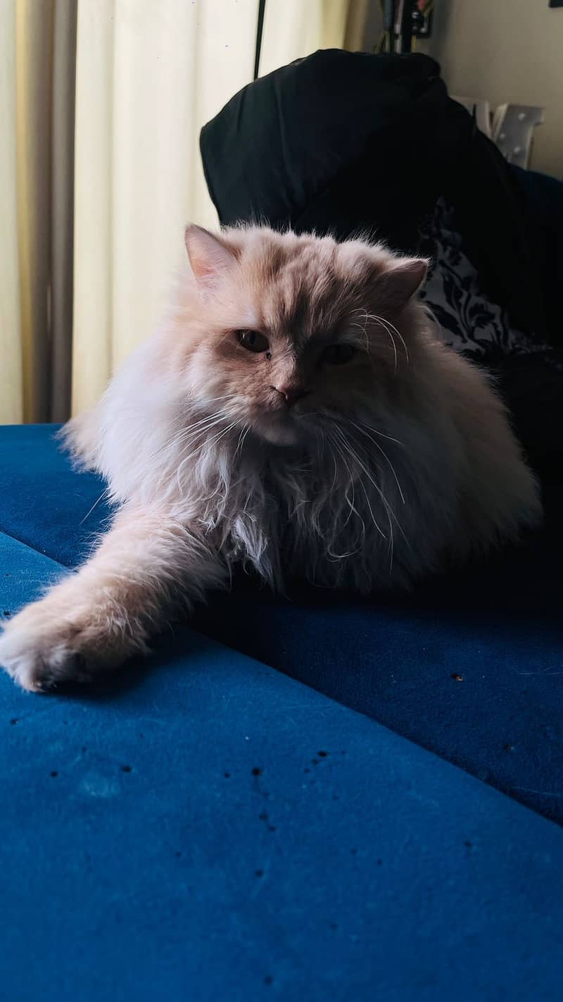 Persian Cat for Adoption 4