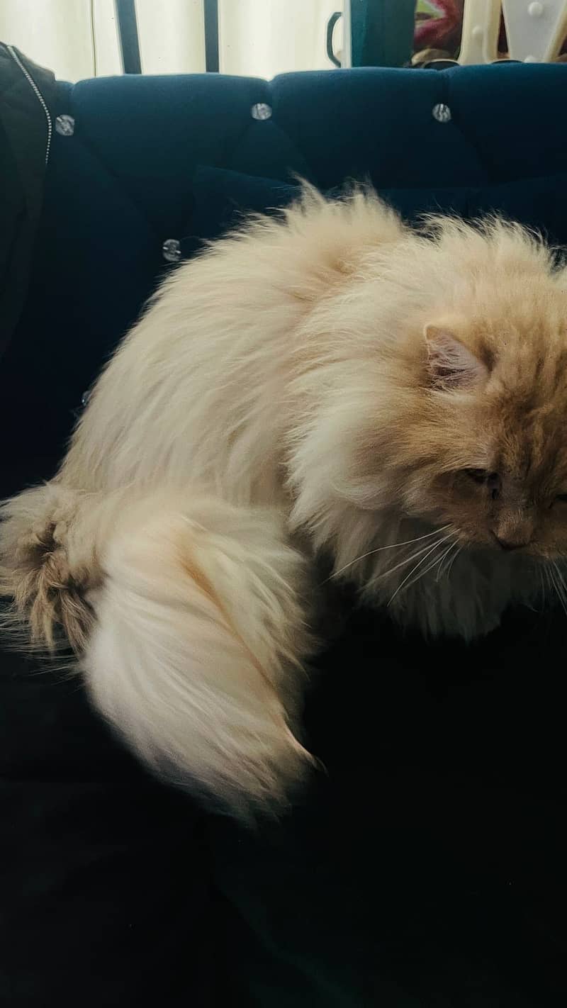 Persian Cat for Adoption 6